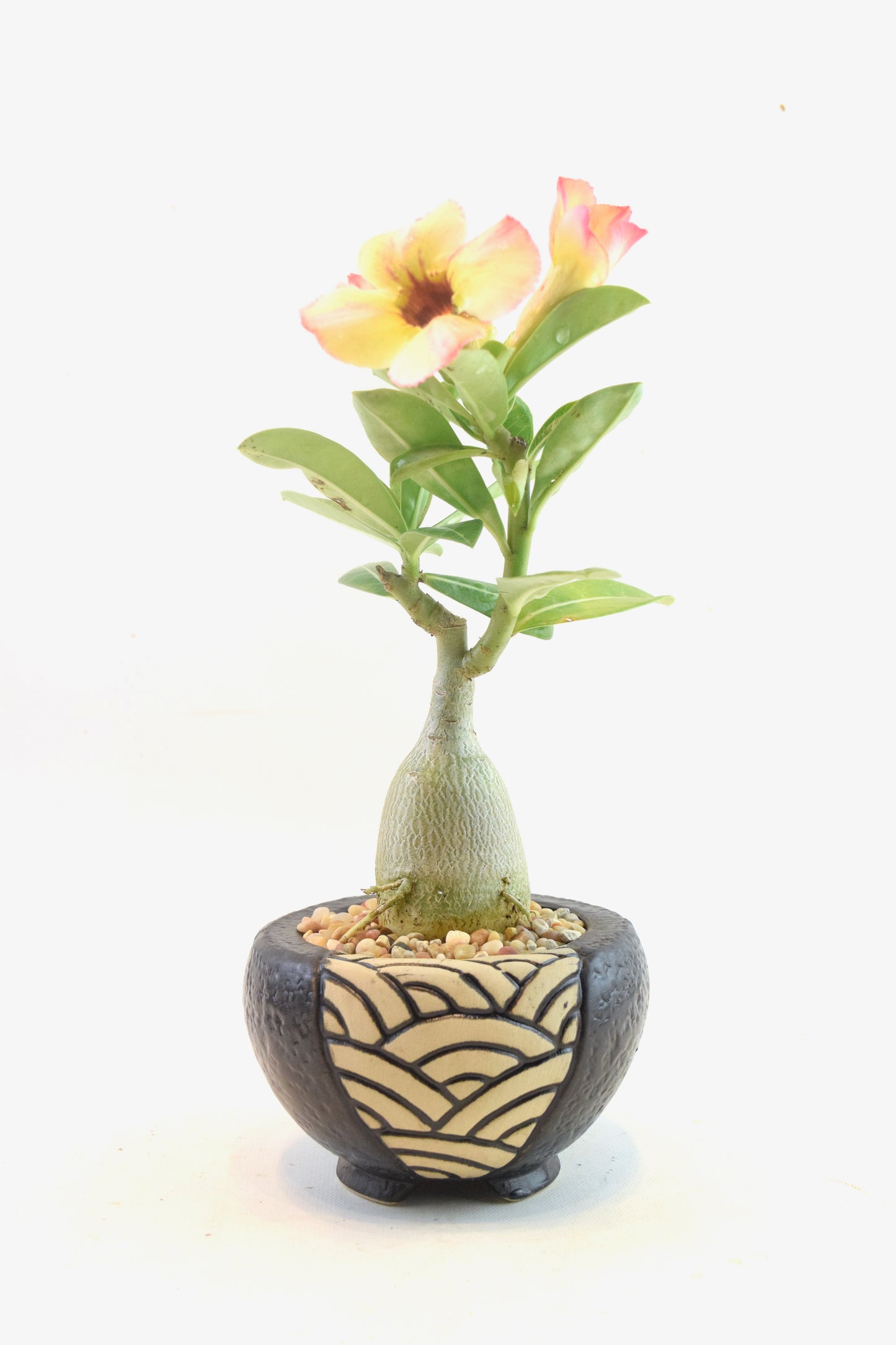 Desert Rose Bonsai Ceramic 4" Pot - One of a Kind Bonsai