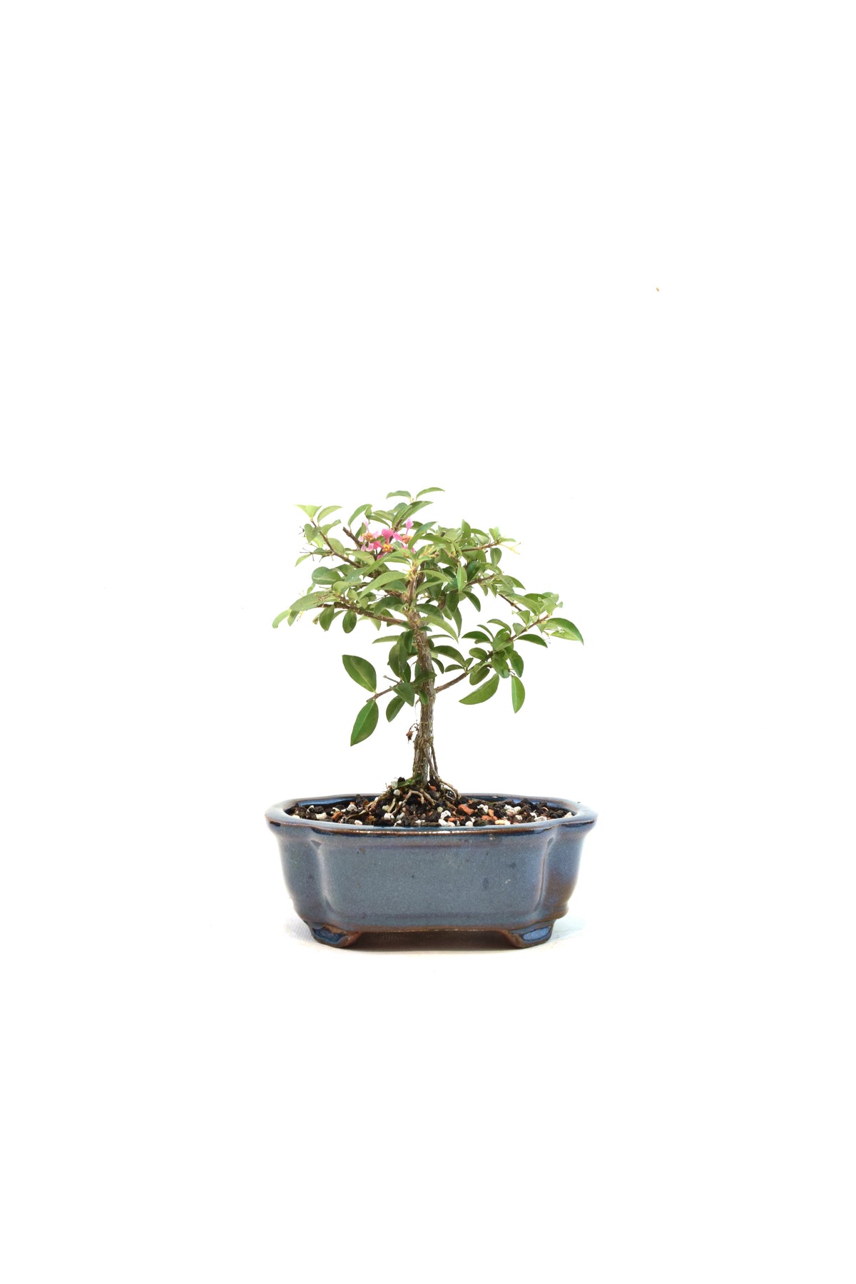 Dwarf Barbados Cherry Bonsai Ceramic 6" Pot - One of a Kind Bonsai