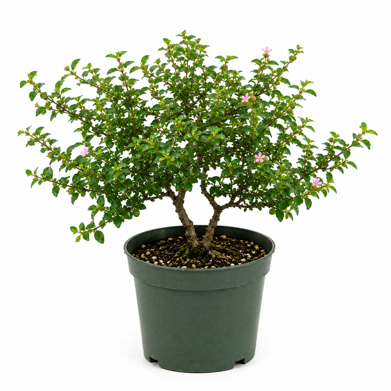 Dwarf Barbados Cherry in 8" Pot - Pre Bonsai