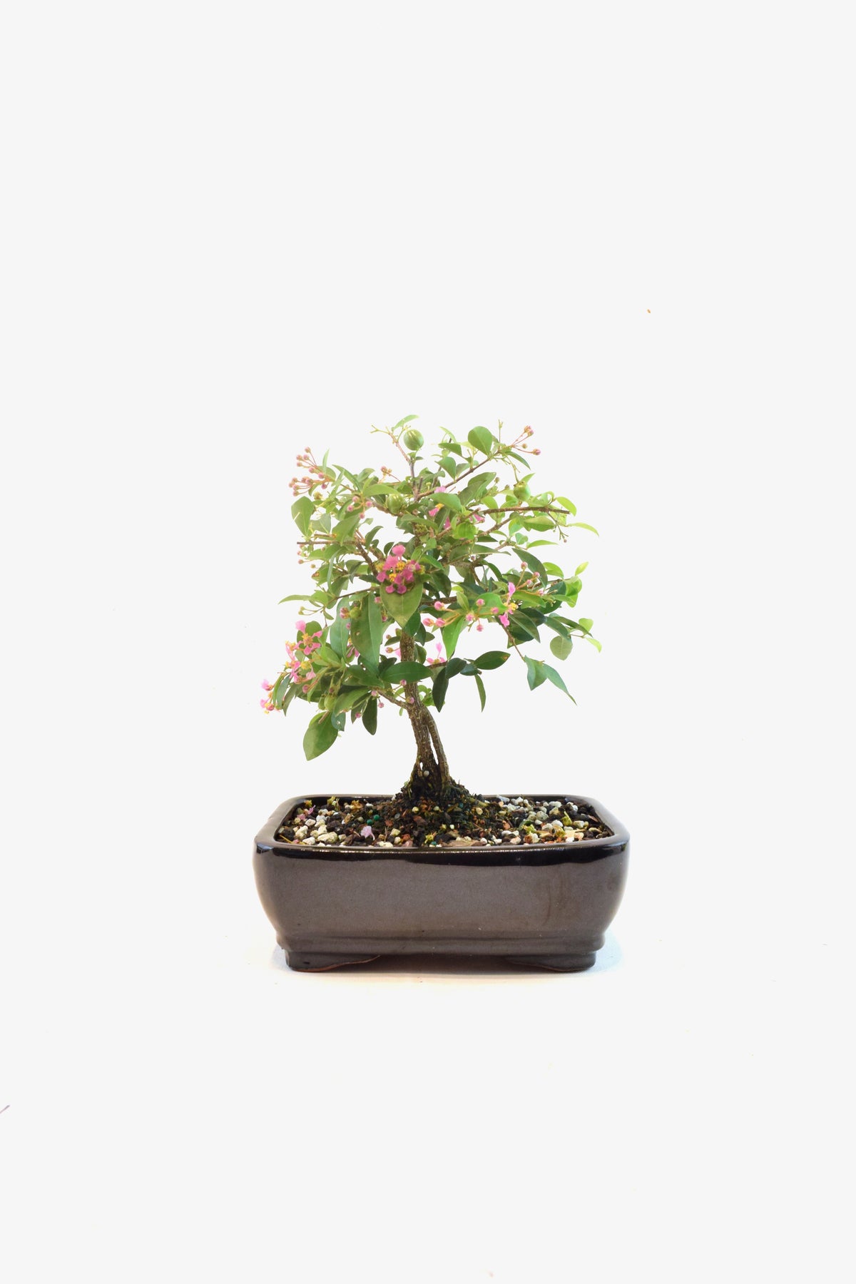 Barbados Cherry Bonsai Ceramic 7" Pot - One of a Kind Bonsai