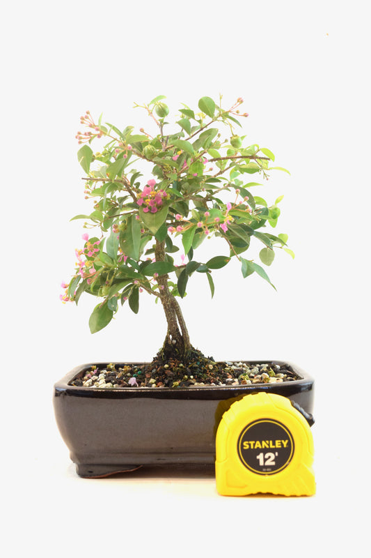 Barbados Cherry Bonsai Ceramic 7" Pot - One of a Kind Bonsai