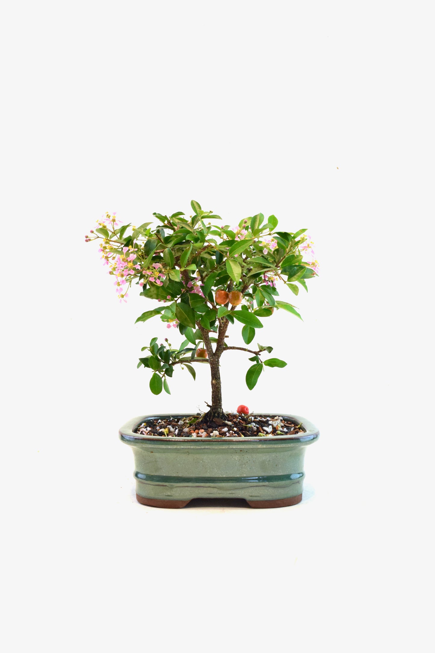 Barbados Cherry Bonsai Ceramic 7" Pot - One of a Kind Bonsai