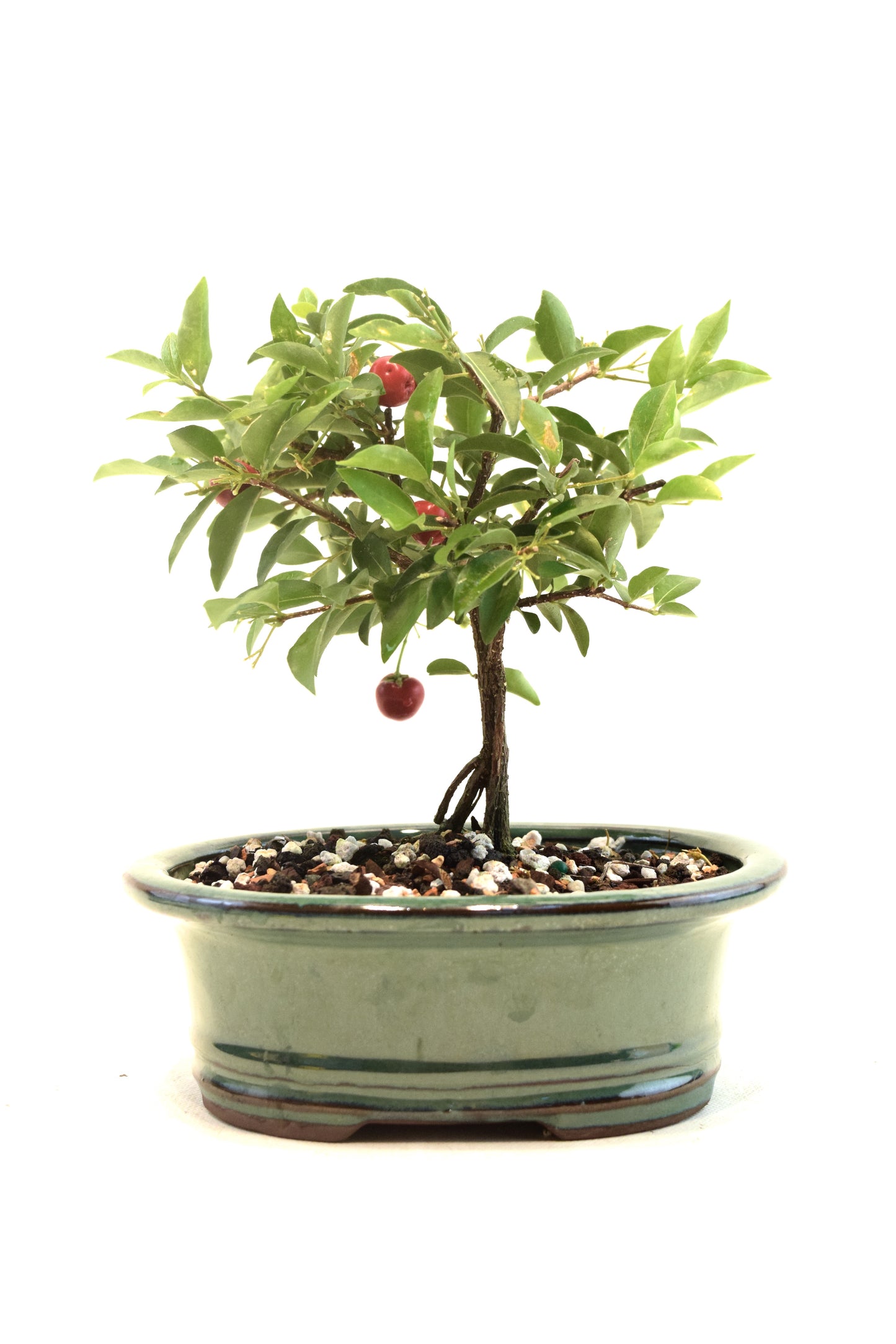 Barbados Cherry Bonsai Ceramic 6" Pot - One of a Kind Bonsai