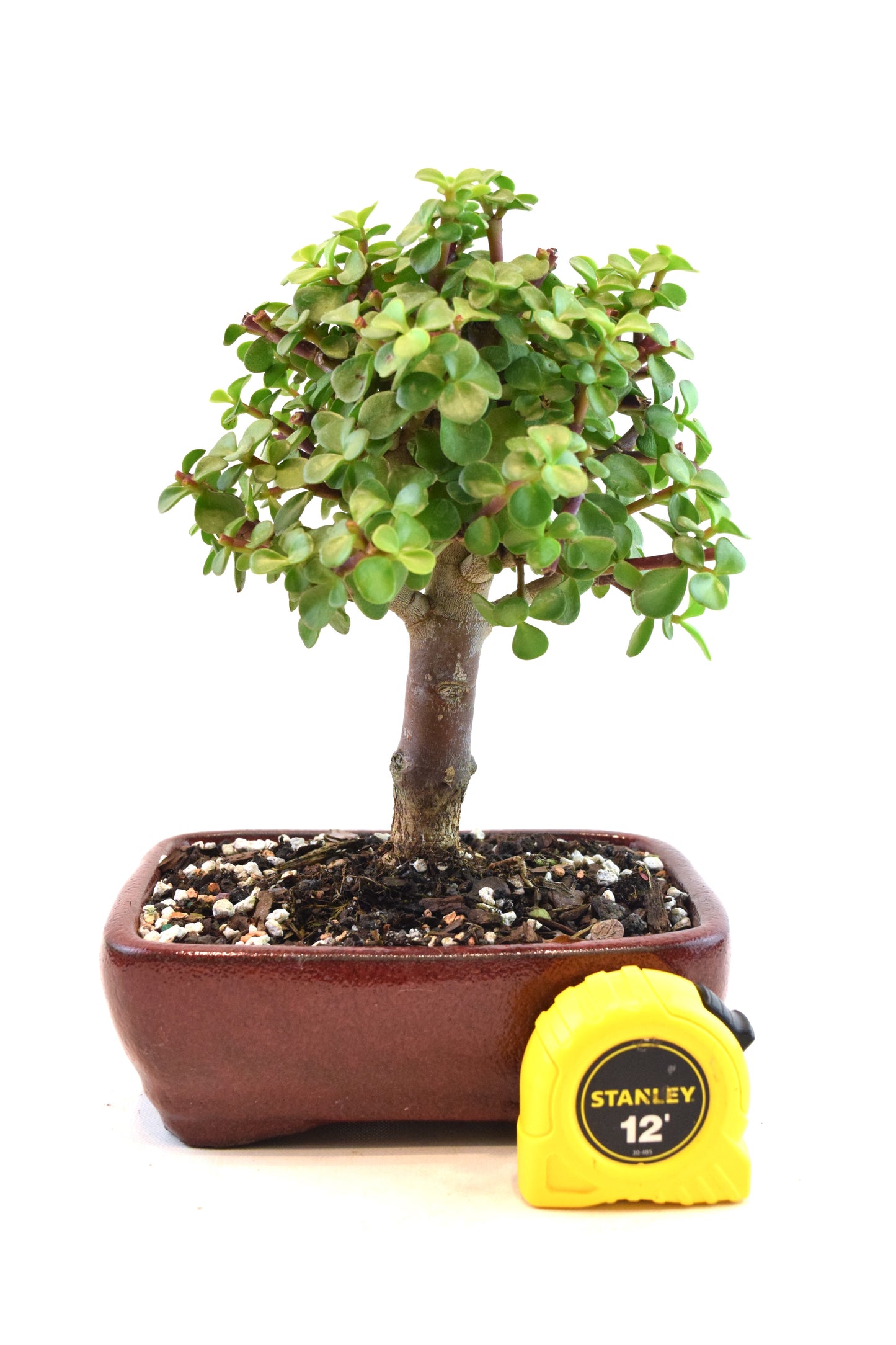 Dwarf Green Jade Ceramic 7" Pot - One of a Kind Bonsai
