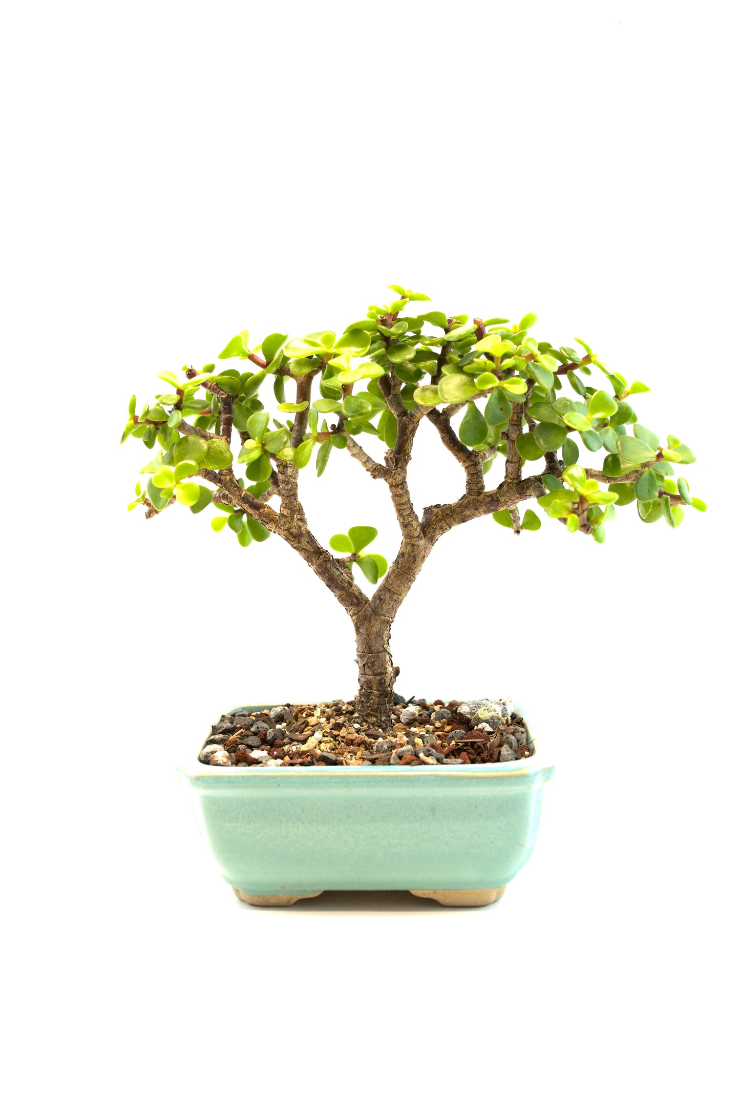 Dwarf Green Jade Ceramic 5" Pot - One of a Kind Bonsai