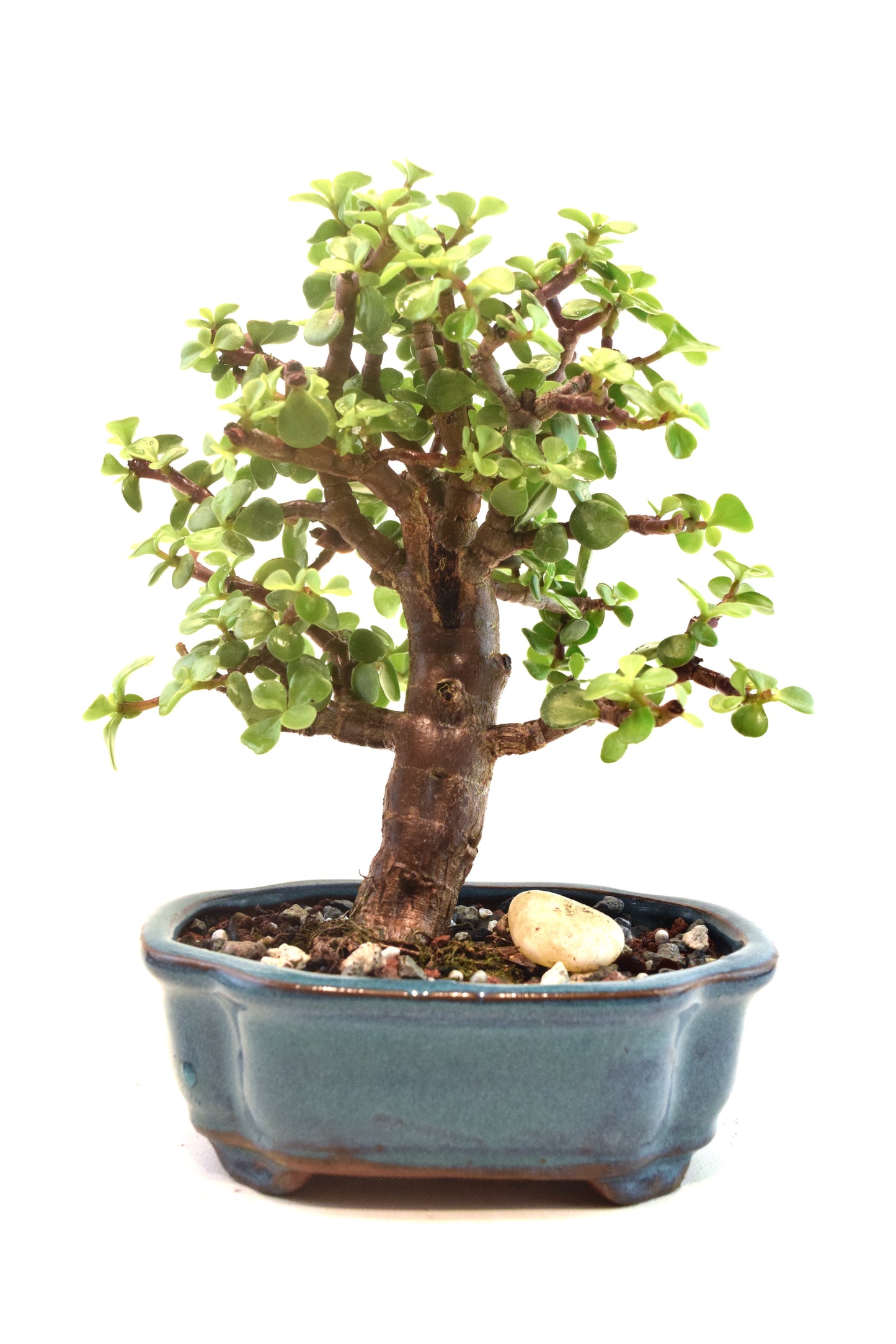 Dwarf Green Jade Ceramic 6" Pot - One of a Kind Bonsai