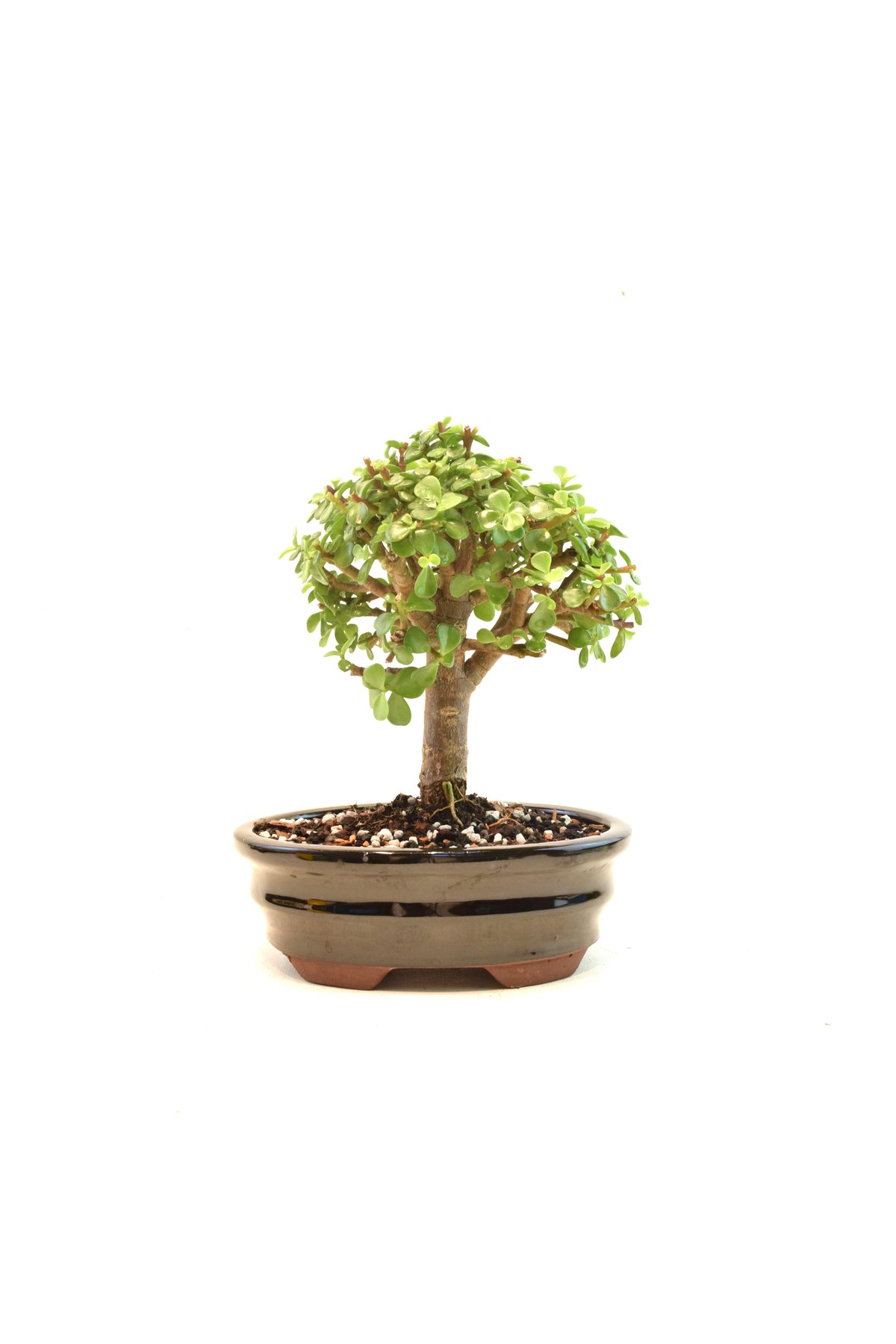Dwarf Green Jade Ceramic 7.5" Pot - One of a Kind Bonsai