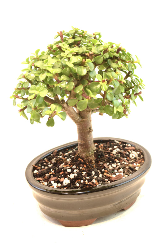 Dwarf Green Jade Ceramic 7.5" Pot - One of a Kind Bonsai