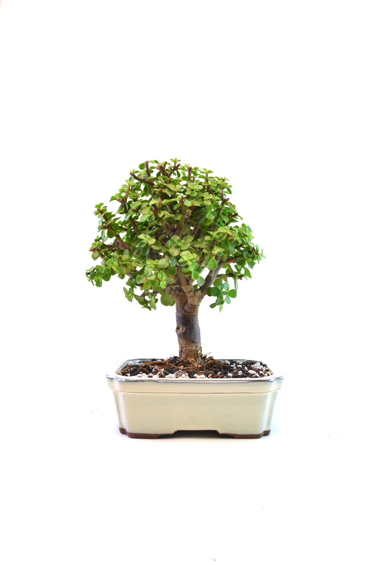 Dwarf Green Jade Ceramic 7.5" Pot - One of a Kind Bonsai