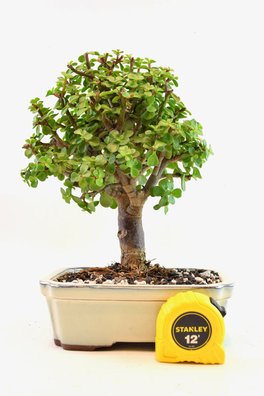 Dwarf Green Jade Ceramic 7.5" Pot - One of a Kind Bonsai