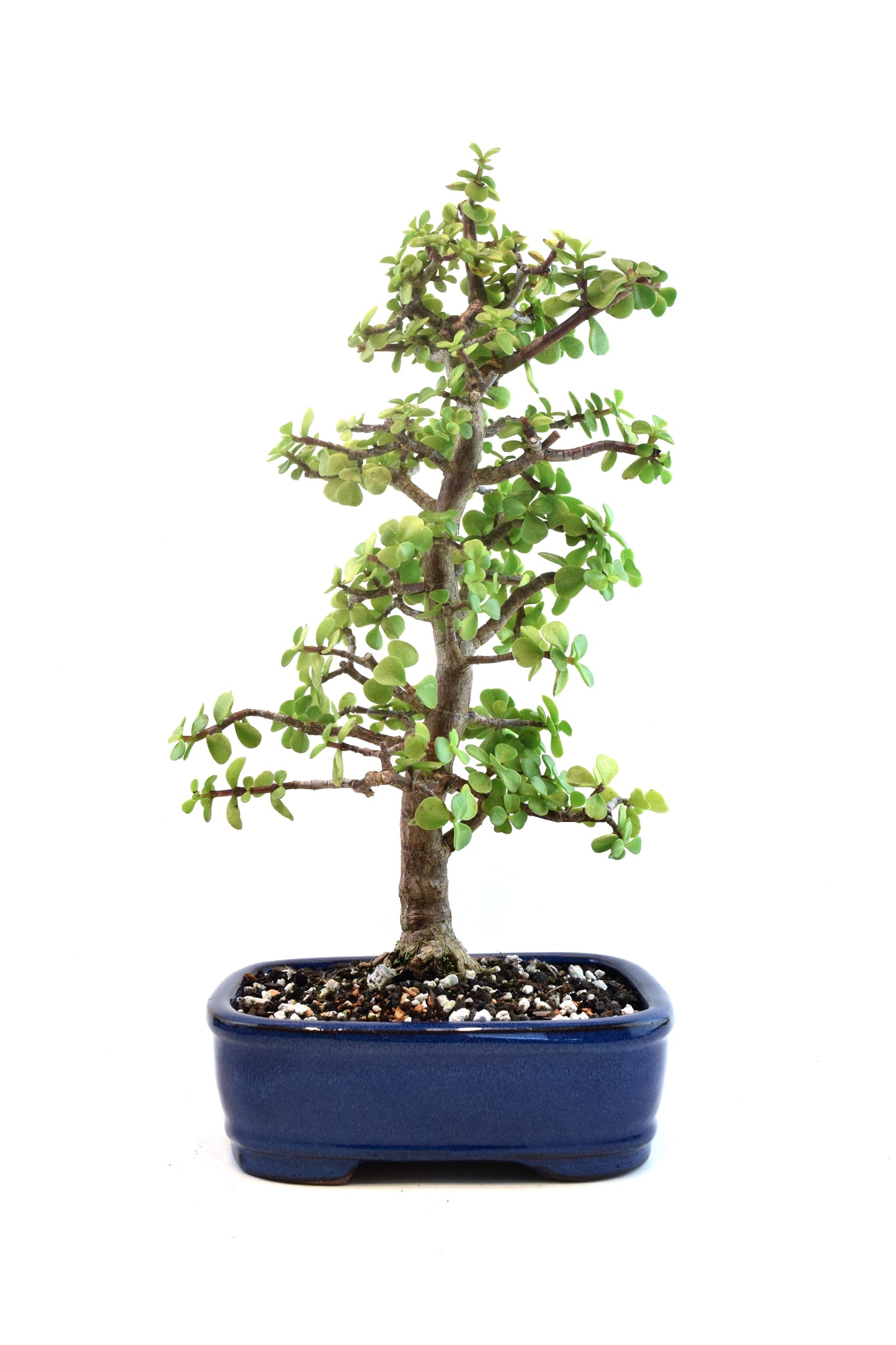 Dwarf Green Jade Ceramic 8" Pot - One of a Kind Bonsai