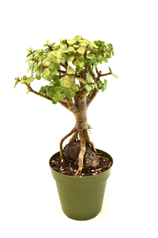 Dwarf Green Jade Root Above the Ground in 4" Pot - Pre Bonsai