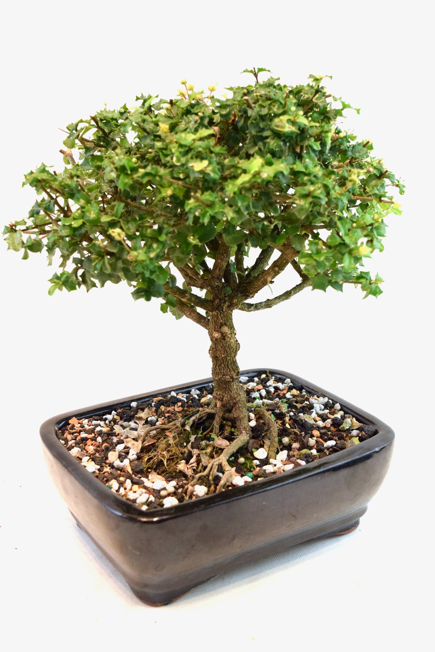 Dwarf Holly Bonsai Ceramic 7" Pot - One of a Kind Bonsai