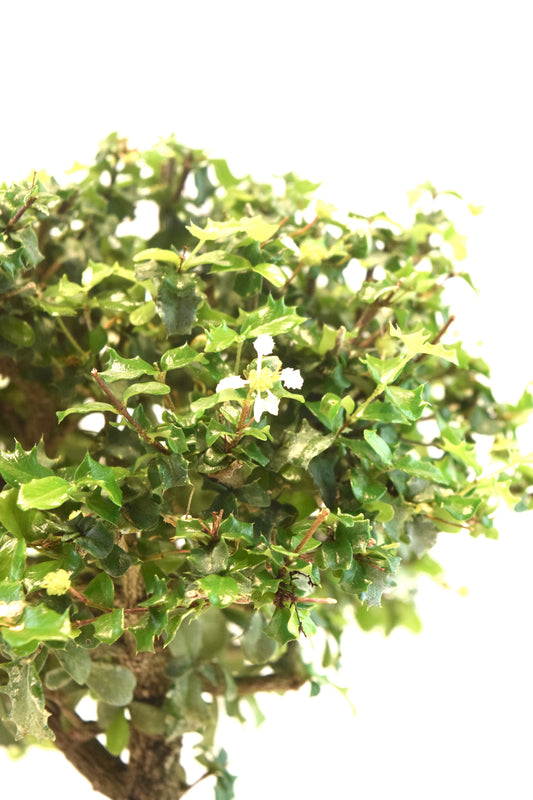 Dwarf Holly Bonsai Ceramic 8" Pot - One of a Kind Bonsai