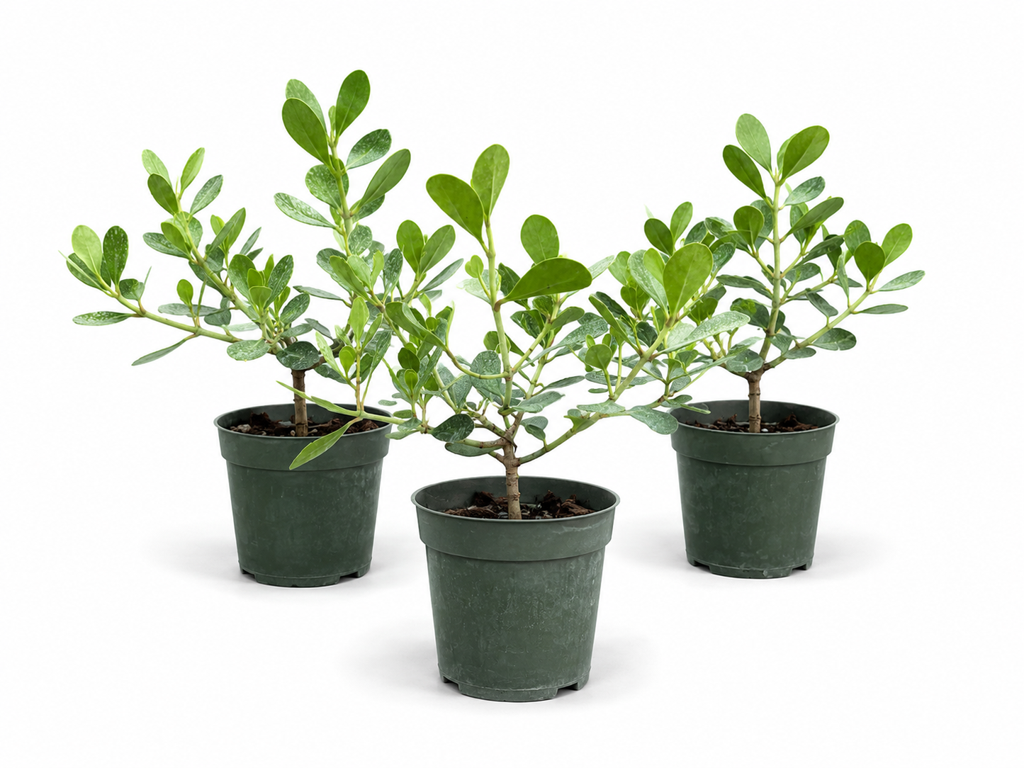 Dwarf Pitch Bonsai in 4" Pot - Pre Bonsai