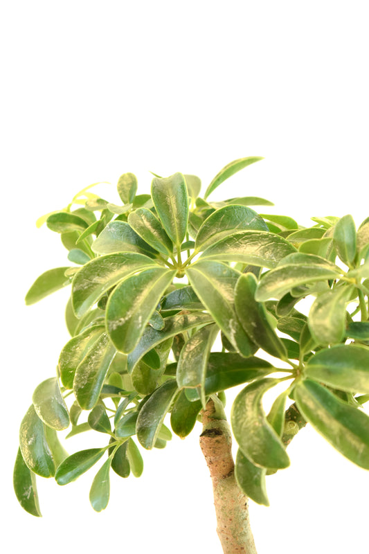 Dwarf Schefflera Bonsai Ceramic 6" Pot - One of a Kind Bonsai