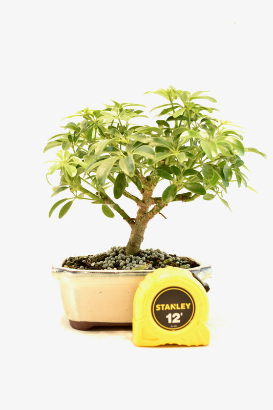 Dwarf Schefflera Bonsai Ceramic 6" Pot - One of a Kind Bonsai