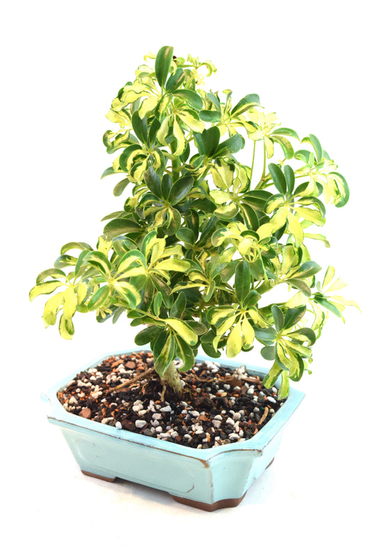 Dwarf Variegated Schefflera Bonsai Ceramic 8" Pot - One of a Kind Bonsai