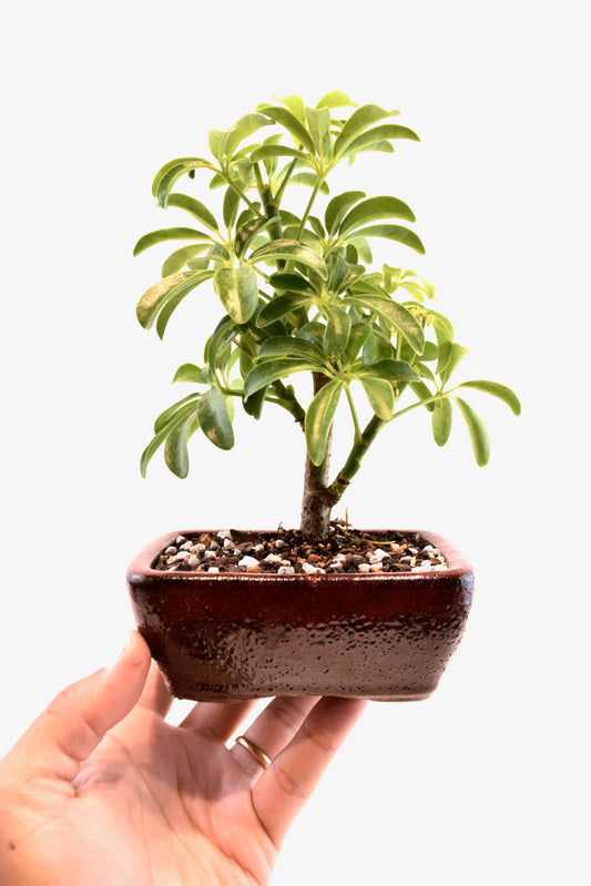 Dwarf Schefflera Bonsai Ceramic 5" Pot - Pre Bonsai