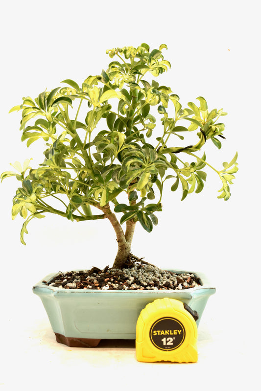 Dwarf Variegated Schefflera Bonsai Ceramic 8" Pot - One of a Kind Bonsai