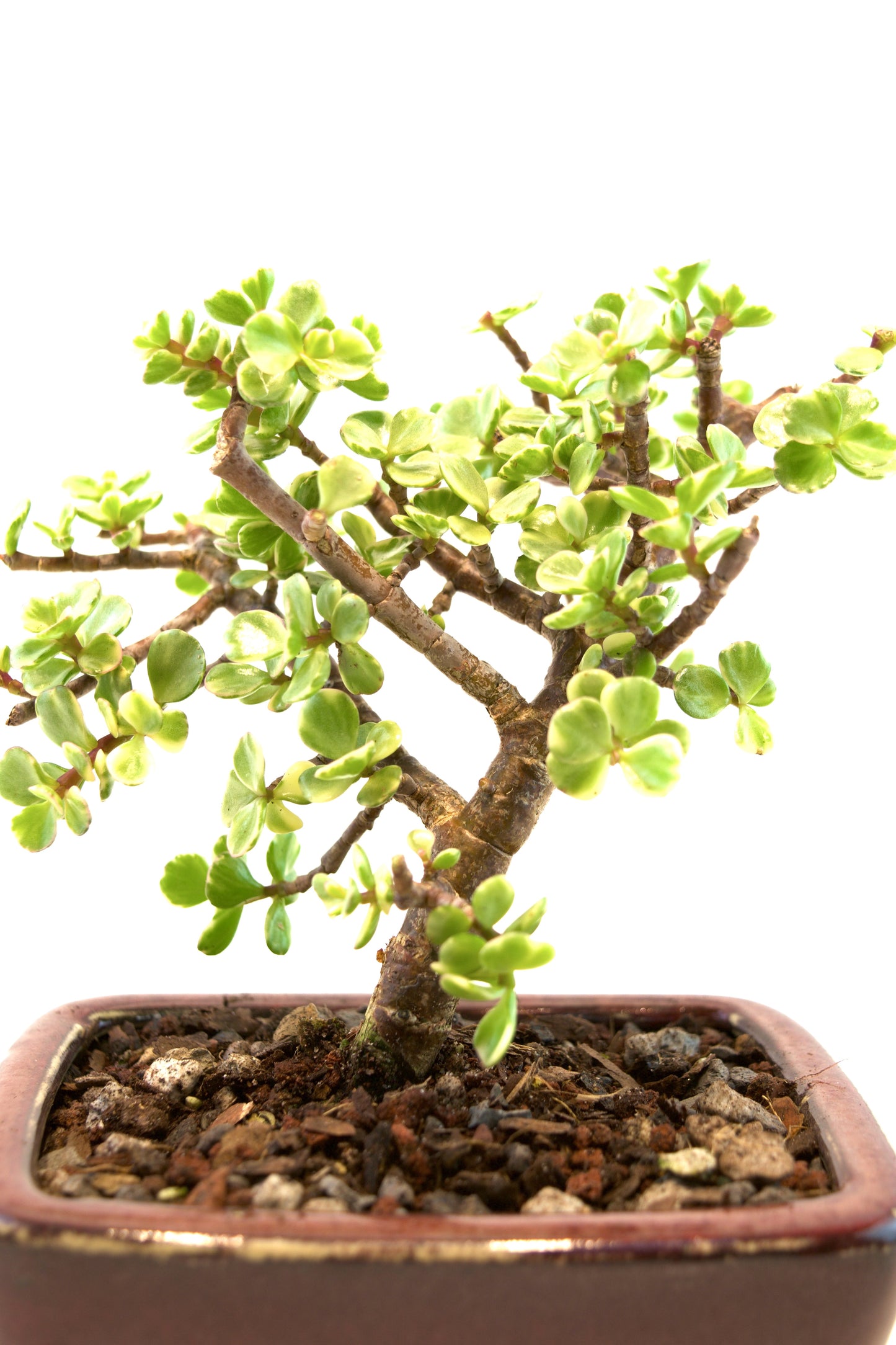 Dwarf Variegated Jade Ceramic 5" Pot - One of a Kind Bonsai
