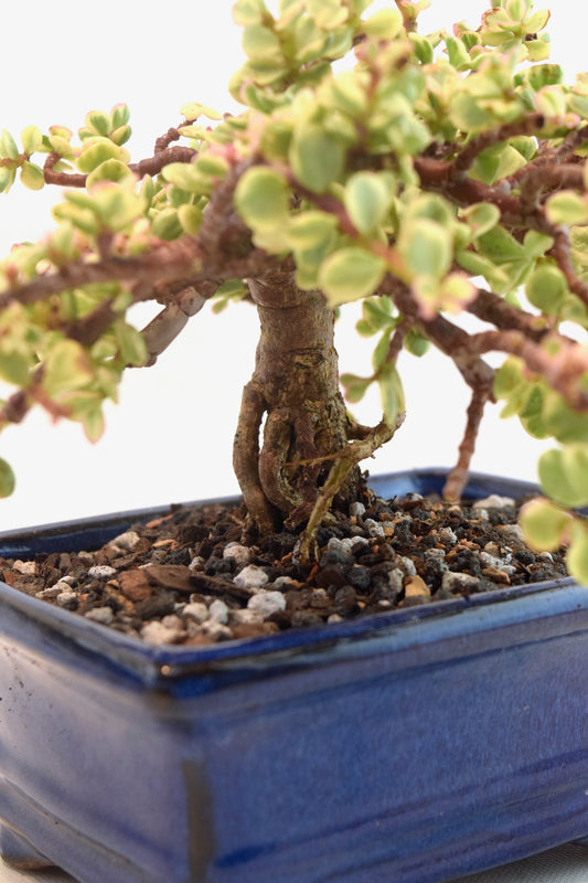 Dwarf Variegated Jade Ceramic 6" Pot - One of a Kind Bonsai