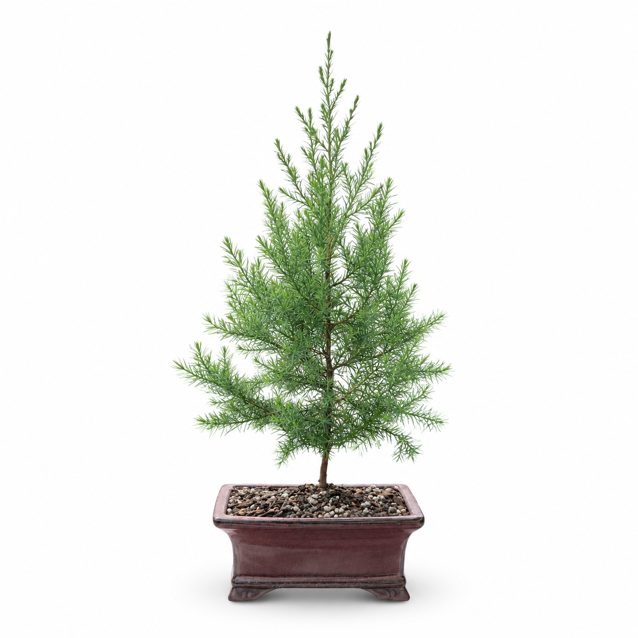 Easter Red Cedar Bonsai Ceramic 6" Pot - Similar Bonsai
