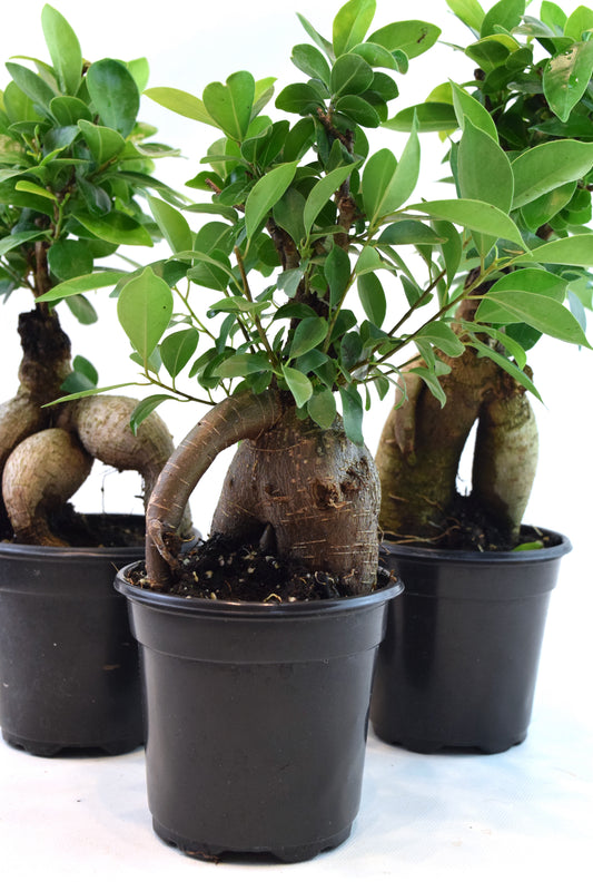 Ginseng Ficus Bonsai in 4" Pot - Pre Bonsai