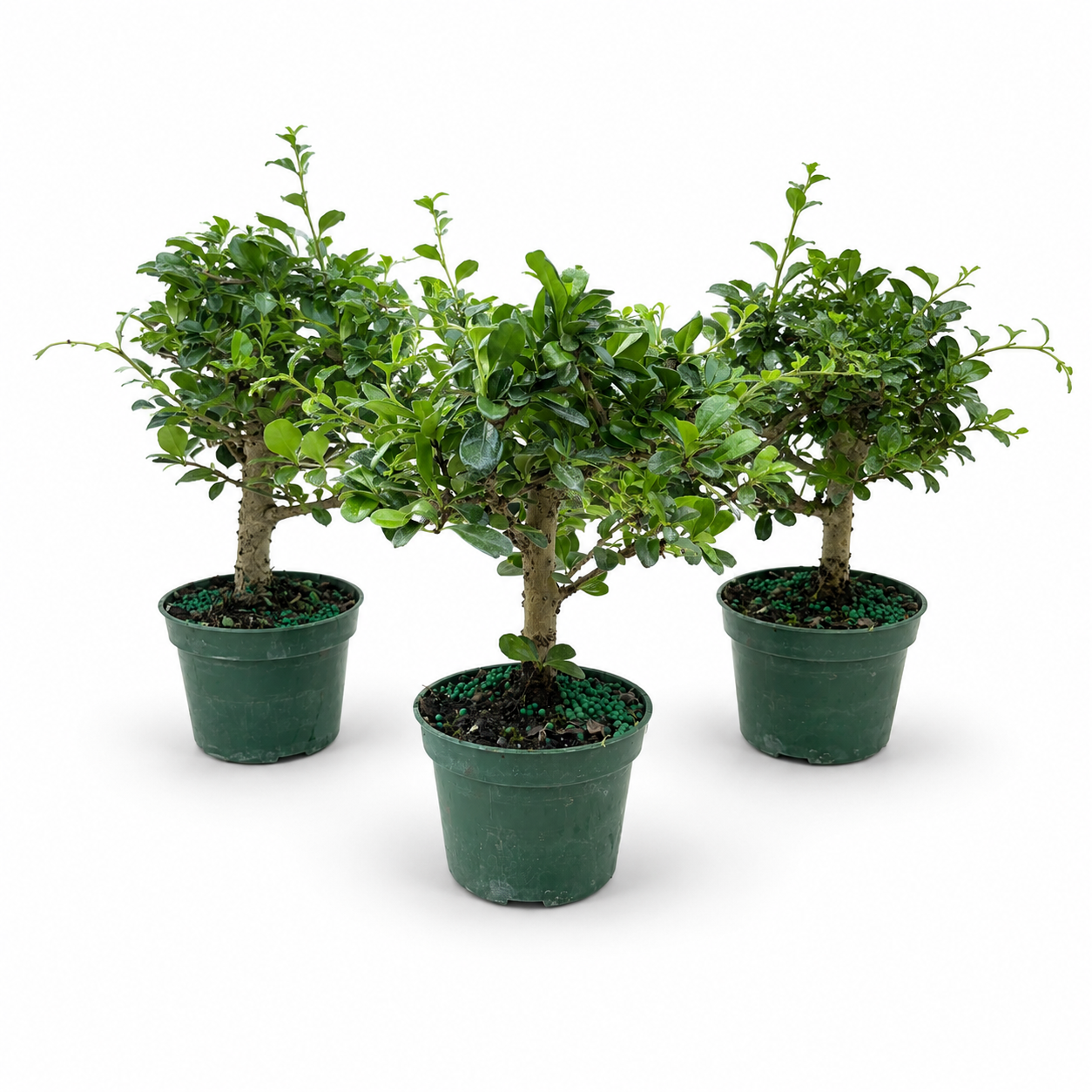 Fukien Tea in 4"Pot - Pre-Bonsai