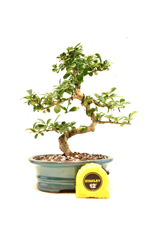 Fukien Tea Bonsai Ceramic 7" Pot - One of a Kind Bonsai