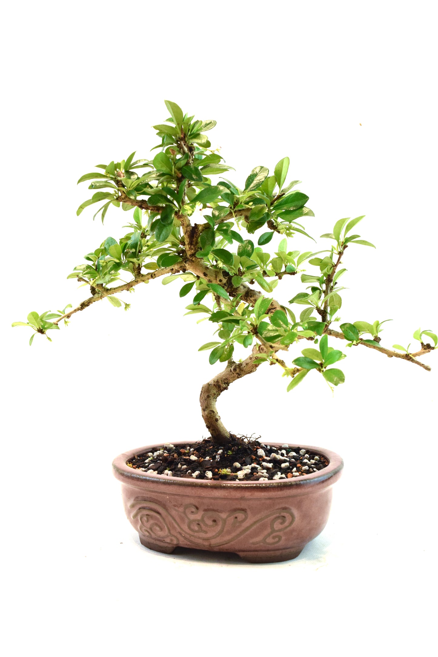 Fukien Tea Bonsai Ceramic 7" Pot - One of a Kind Bonsai