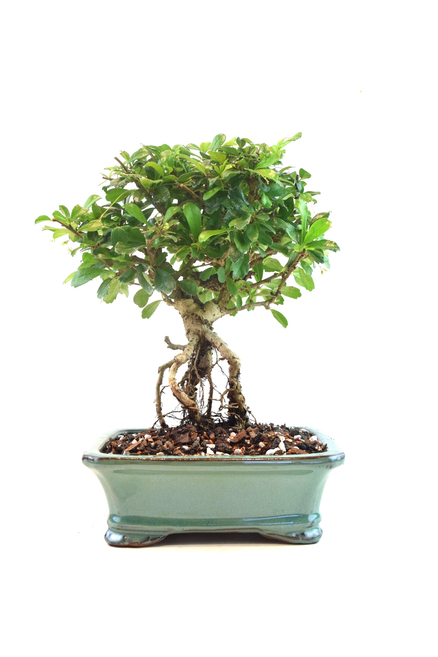 Fukien Tea Bonsai Ceramic 7.5" Pot - One of a Kind Bonsai