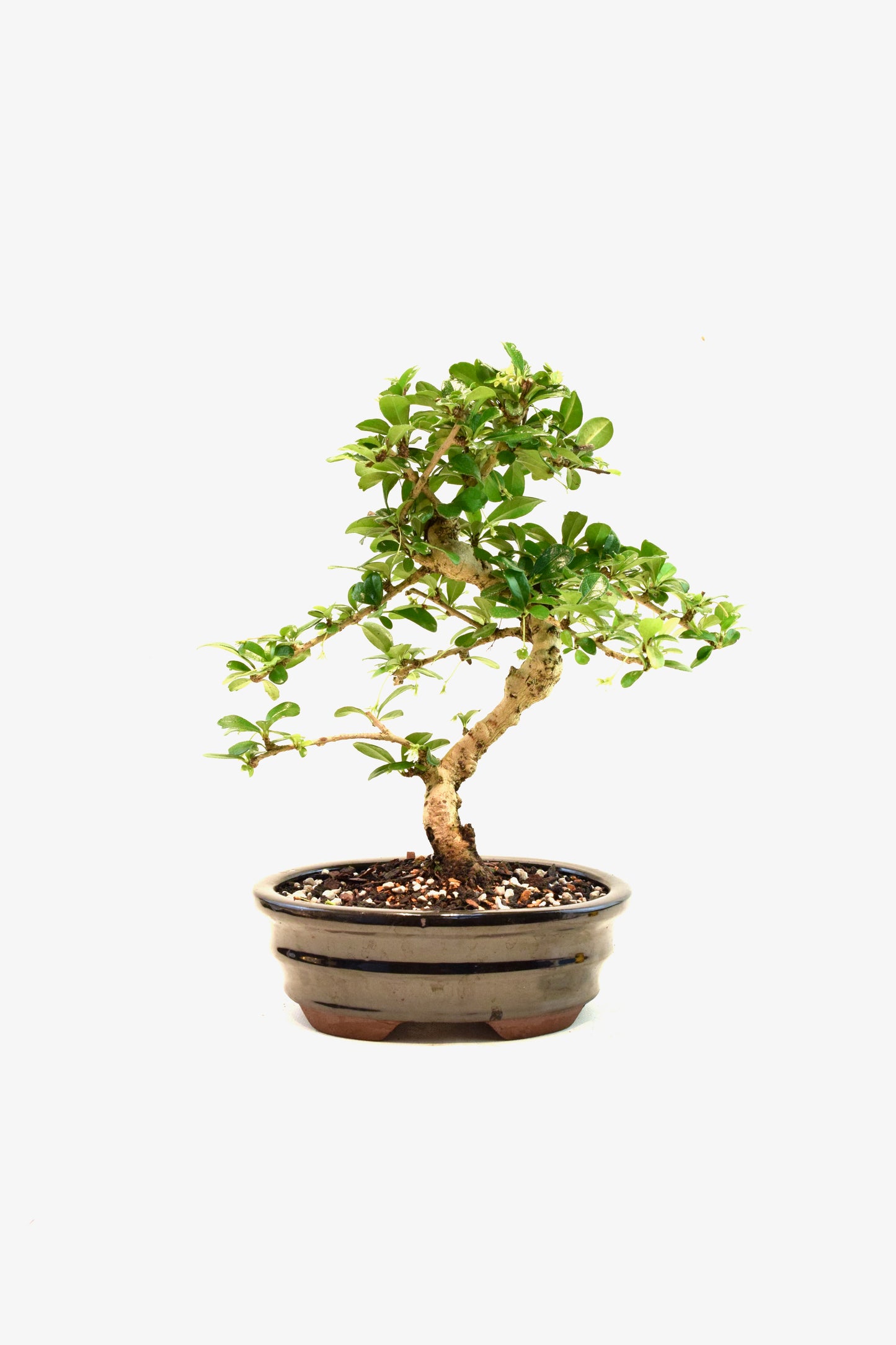 Fukien Tea Bonsai Ceramic 7" Pot - One of a Kind Bonsai