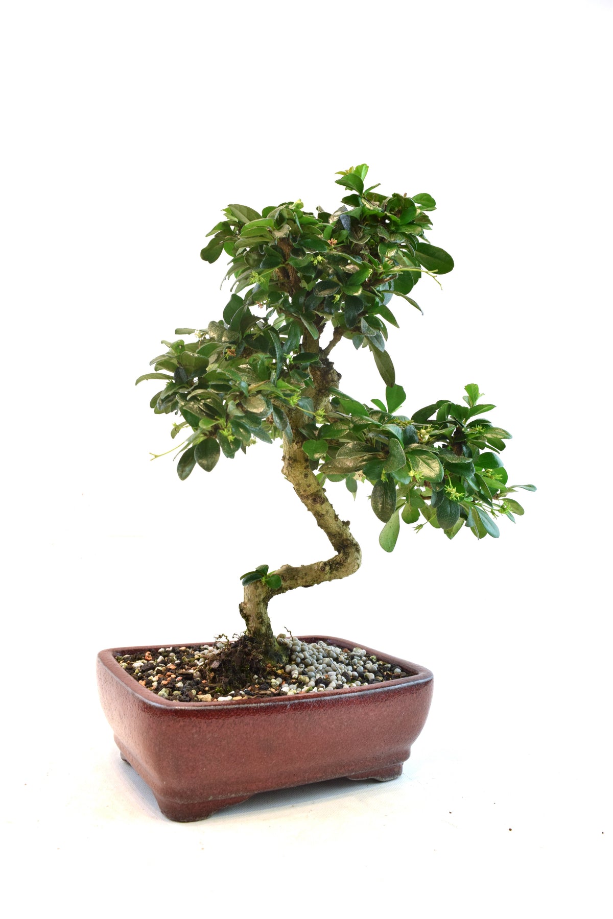Fukien Tea Bonsai Ceramic 7" Pot - One of a Kind Bonsaii