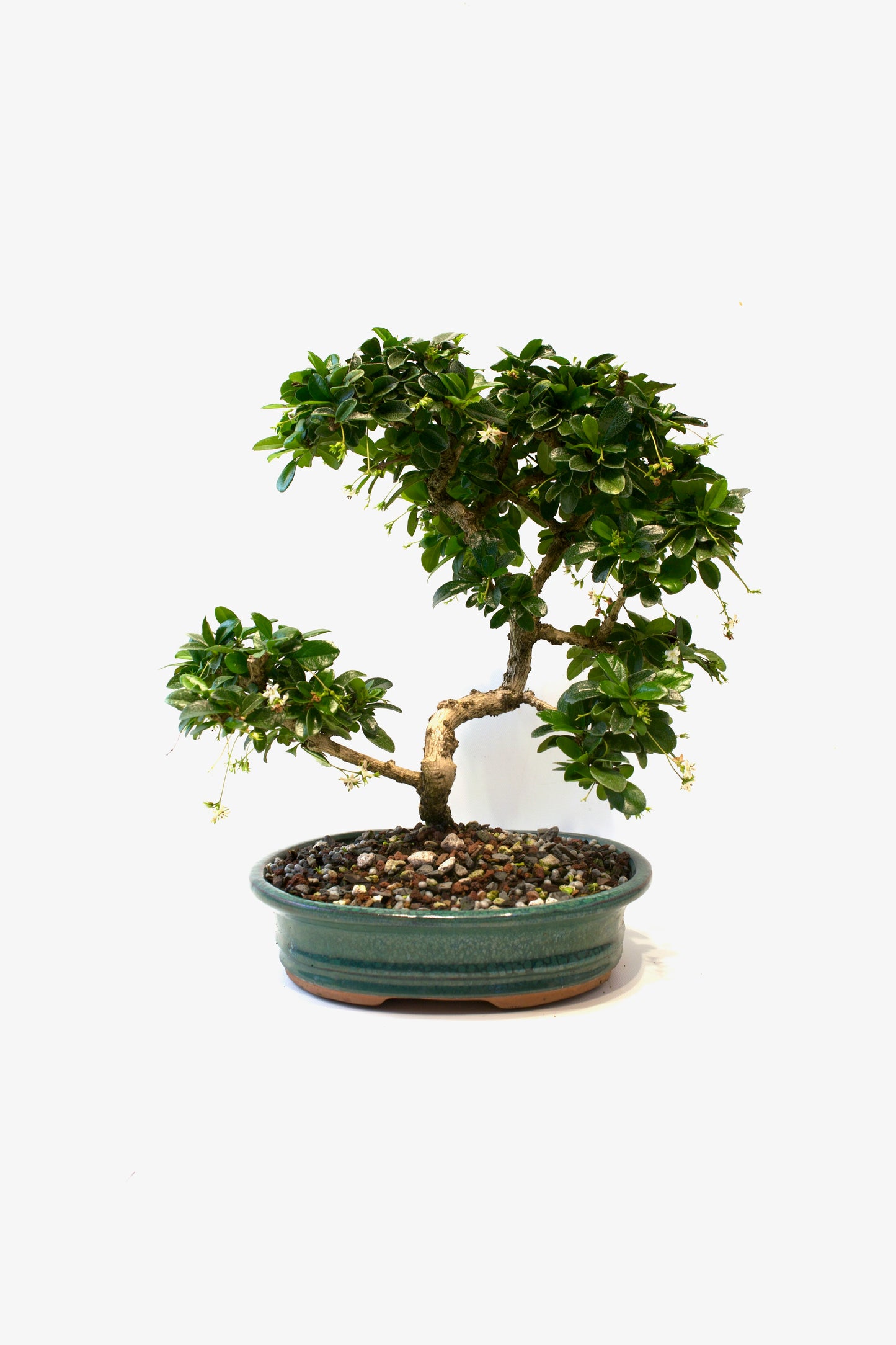 Fukien Tea Bonsai Ceramic 8" Pot - One of a Kind Bonsai