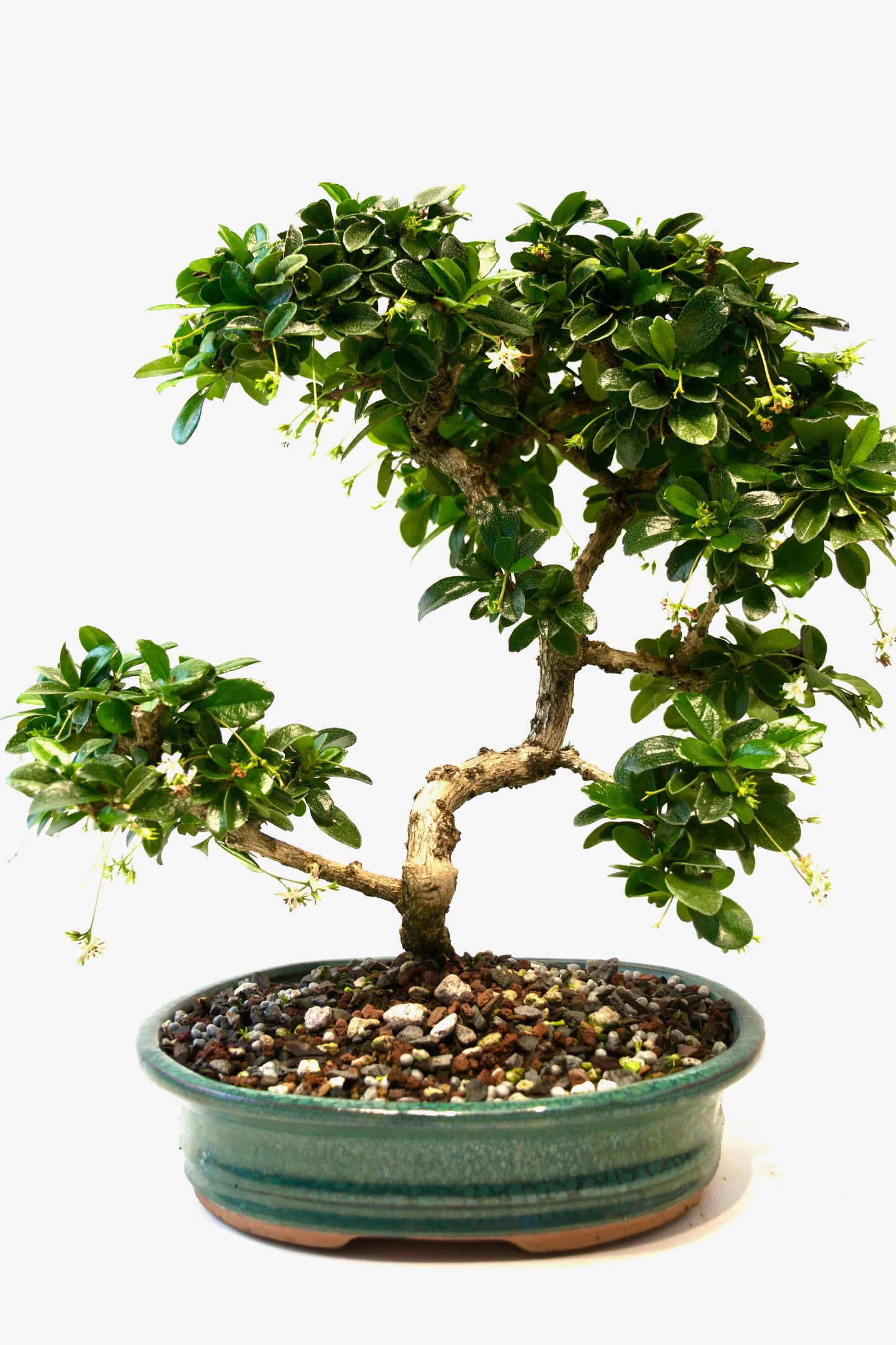 Fukien Tea Bonsai Ceramic 8" Pot - One of a Kind Bonsai