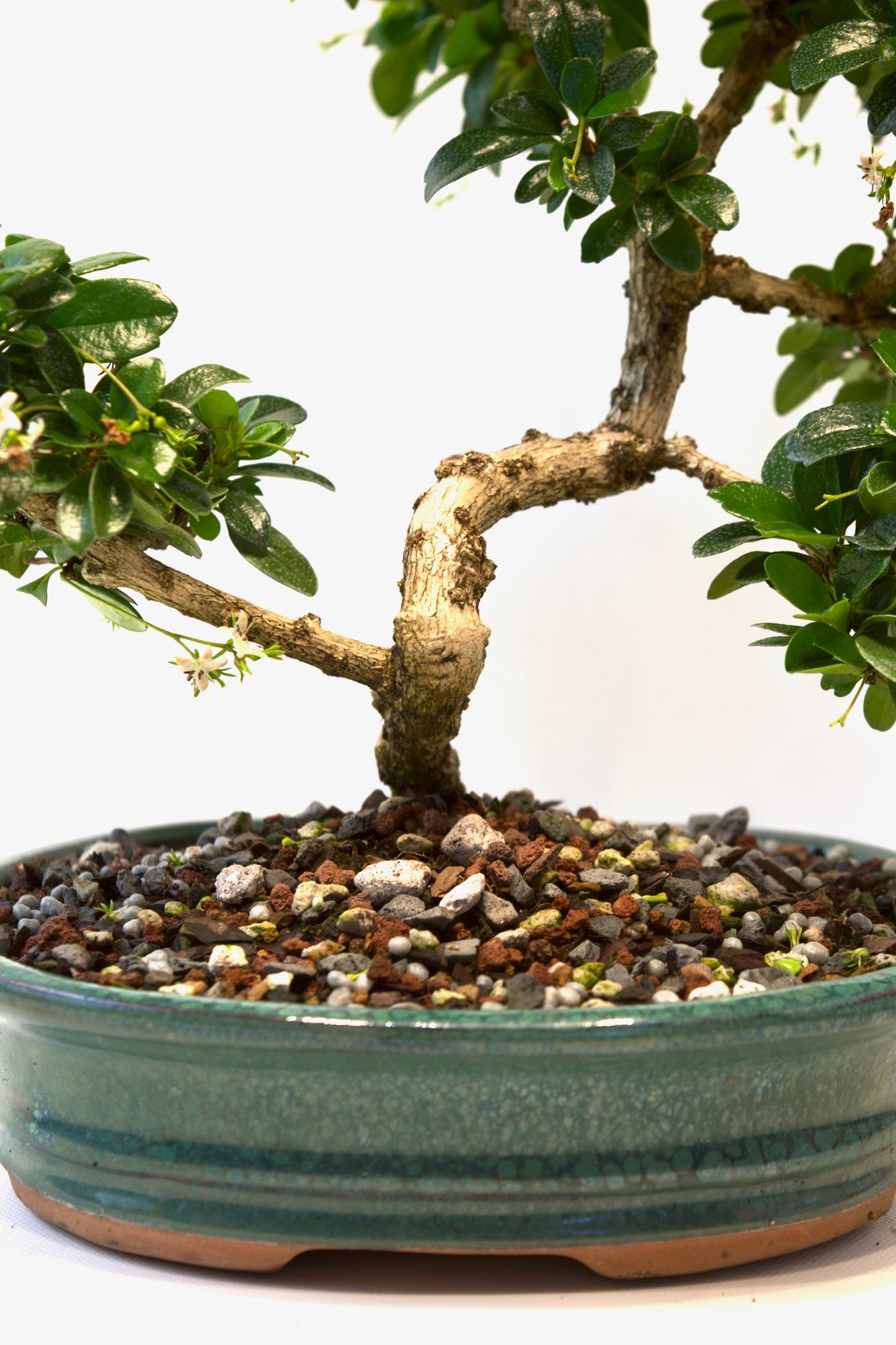 Fukien Tea Bonsai Ceramic 8" Pot - One of a Kind Bonsai