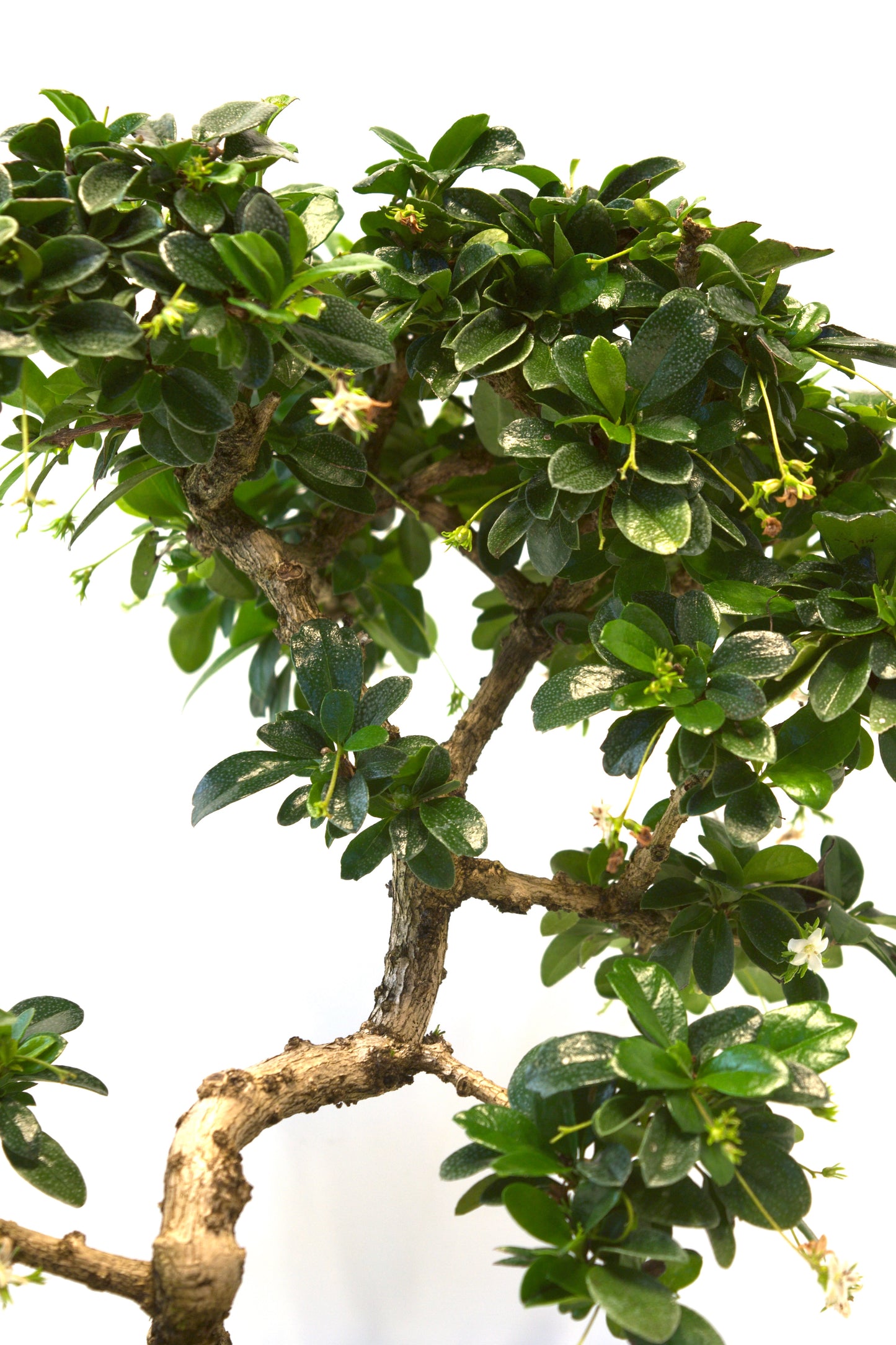 Fukien Tea Bonsai Ceramic 8" Pot - One of a Kind Bonsai