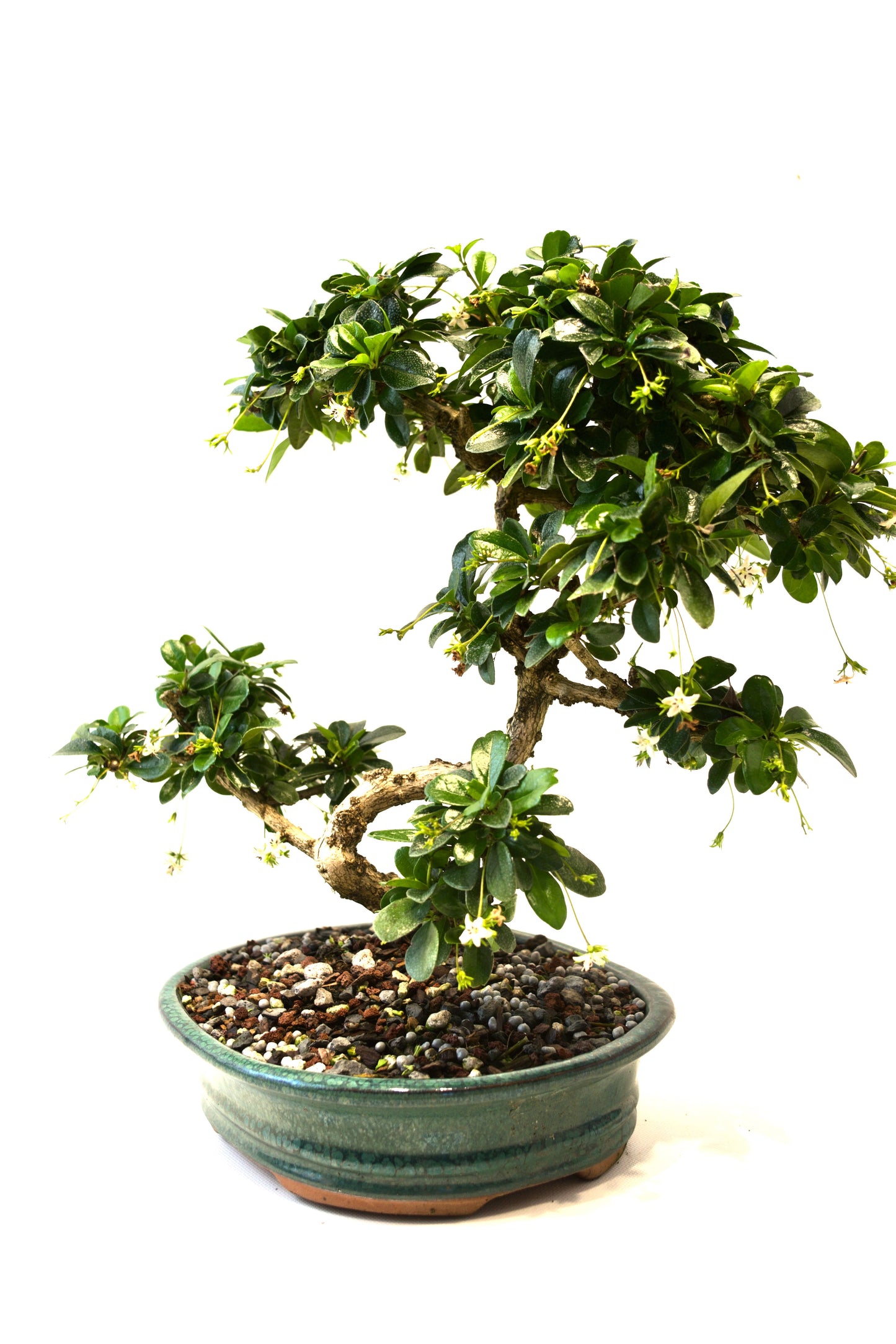 Fukien Tea Bonsai Ceramic 8" Pot - One of a Kind Bonsai
