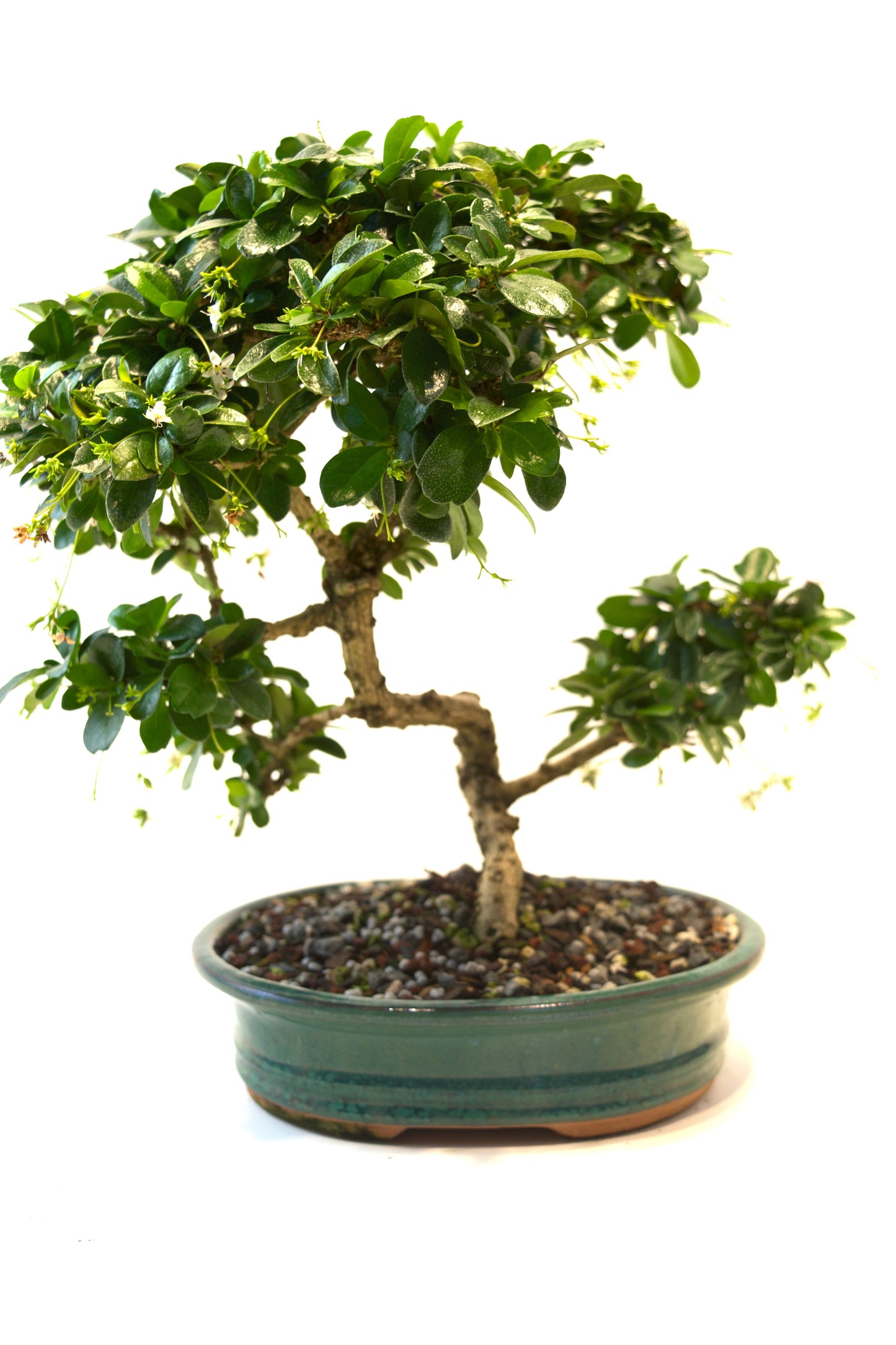 Fukien Tea Bonsai Ceramic 8" Pot - One of a Kind Bonsai