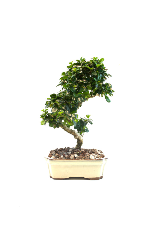 Fukien Tea Bonsai Ceramic 8" Pot - One of a Kind Bonsai