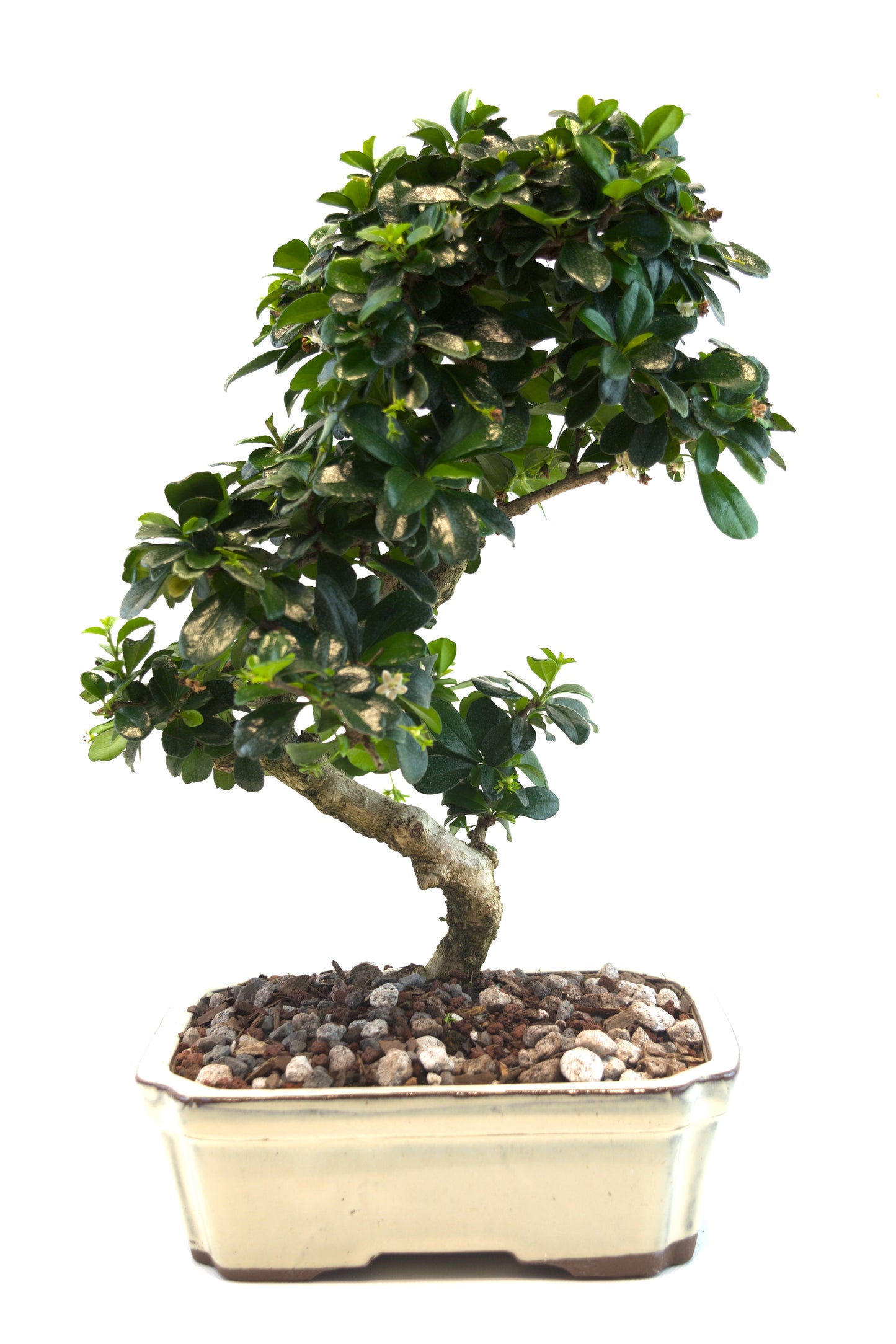 Fukien Tea Bonsai Ceramic 8" Pot - One of a Kind Bonsai