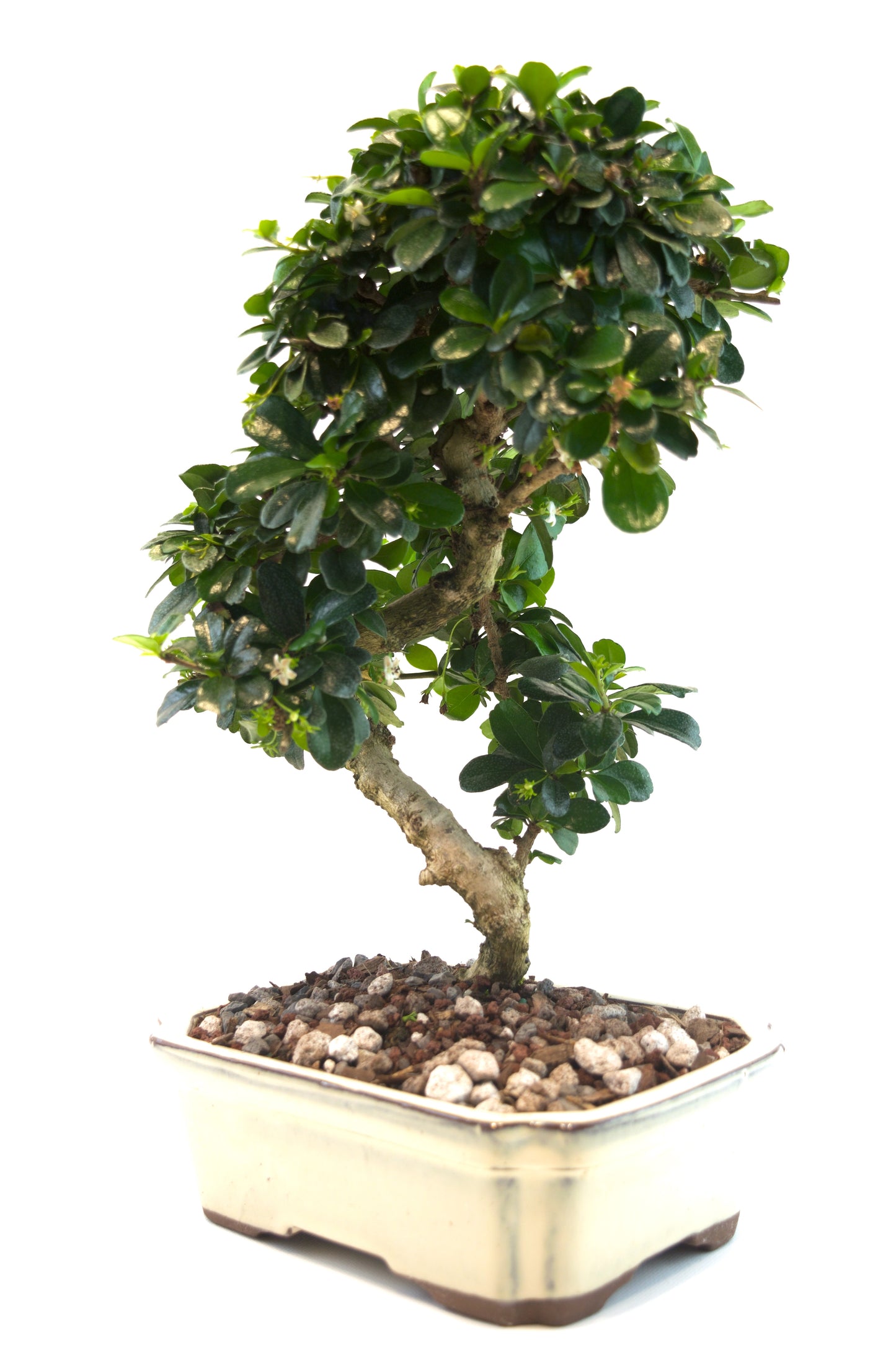 Fukien Tea Bonsai Ceramic 8" Pot - One of a Kind Bonsai