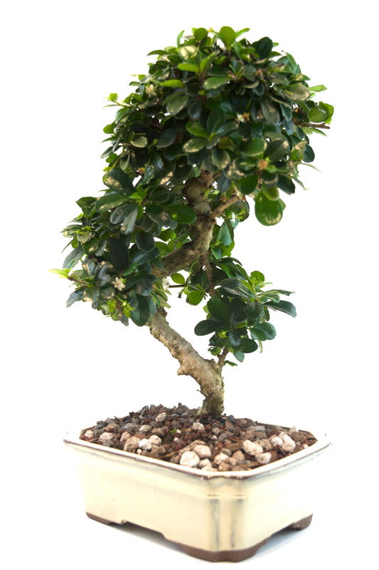 Fukien Tea Bonsai Ceramic 8" Pot - One of a Kind Bonsai