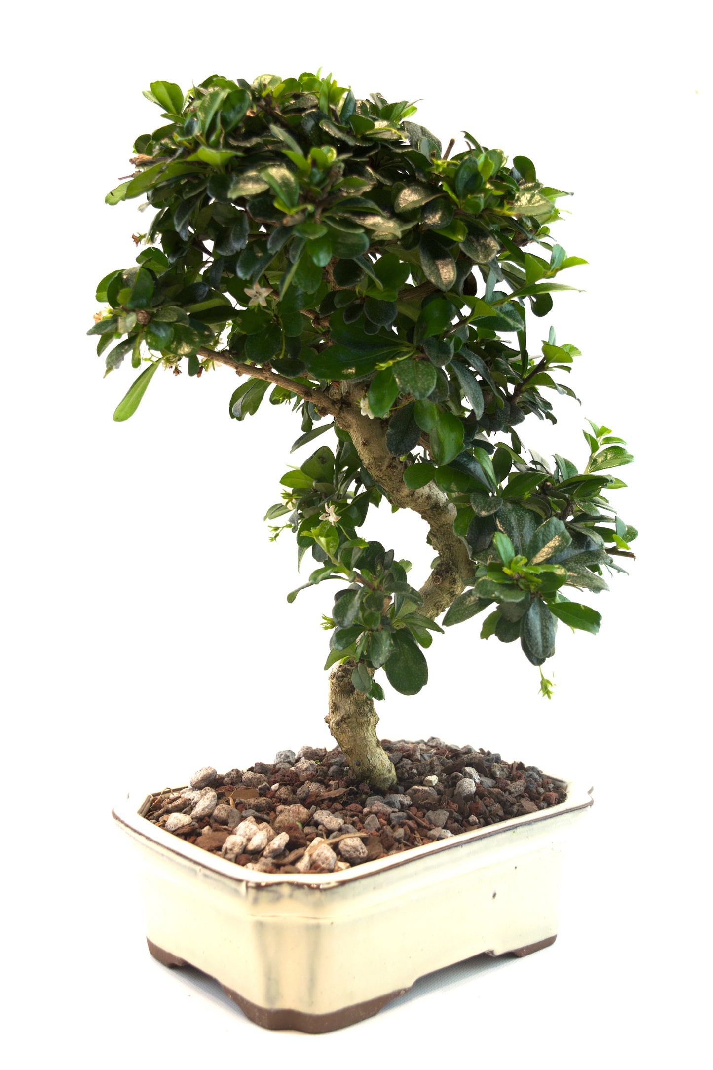 Fukien Tea Bonsai Ceramic 8" Pot - One of a Kind Bonsai