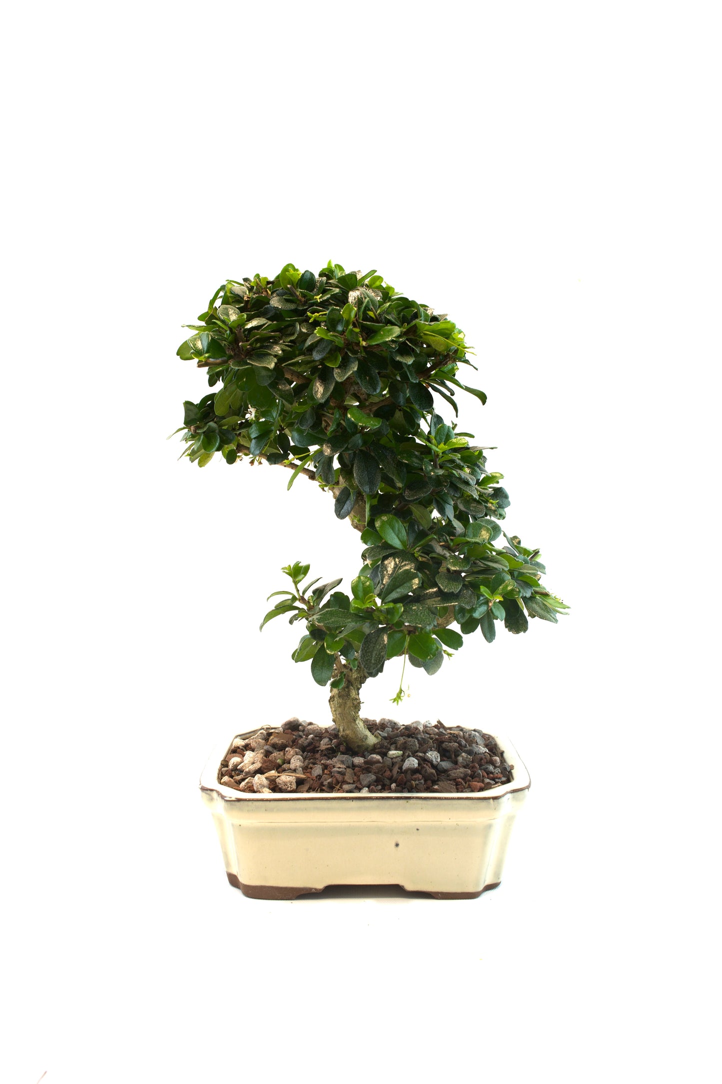 Fukien Tea Bonsai Ceramic 8" Pot - One of a Kind Bonsai