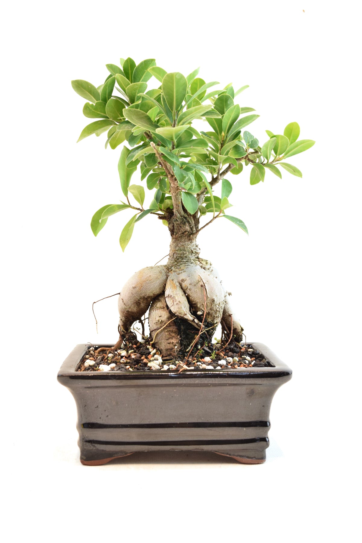Ginseng Ficus Bonsai 6" Pot - One of a Kind Bonsai