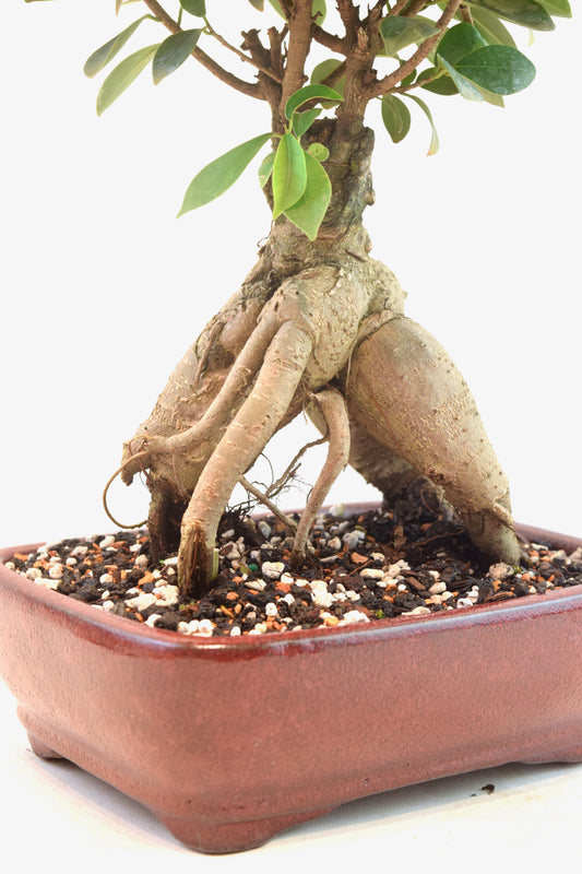 Ginseng Ficus Bonsai 8" Pot - One of a Kind Bonsai