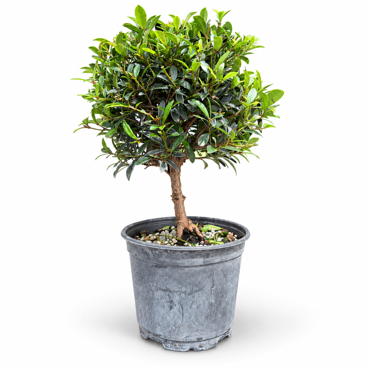 Global Brush Cherry in 6" Pot - Pre-Bonsai