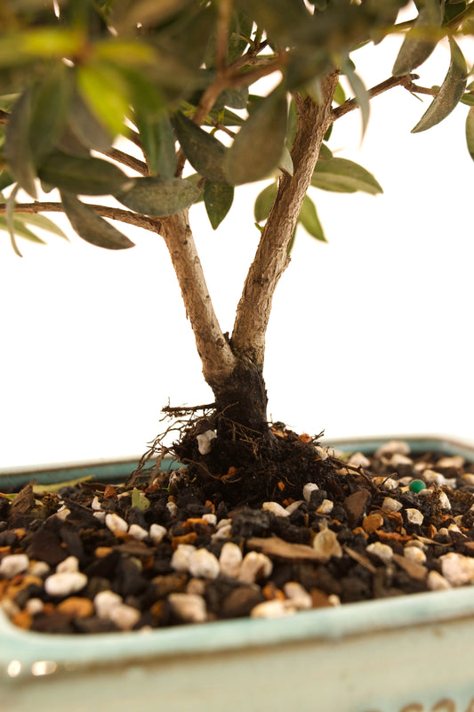 Global Brush Cherry Bonsai Ceramic 6" Pot - One of a Kind Bonsai